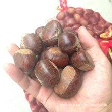 new crop organic bulk 40--60 grains fresh chestnuts for sale